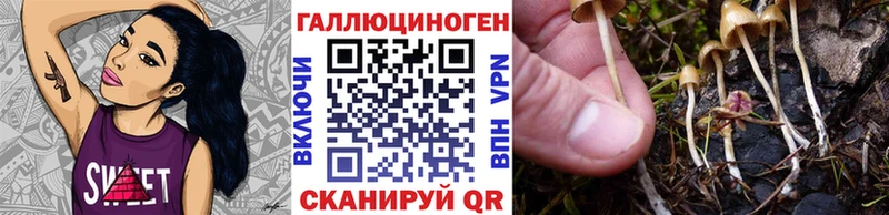 Галлюциногенные грибы Psilocybe  где купить наркоту  Камешково 
